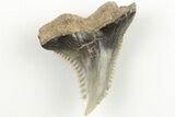Snaggletooth Shark (Hemipristis) Tooth - Aurora, NC #203585-1